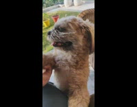 Brown dog gets arm scratched backyard 