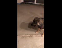 Dog play with spinning ball on floor