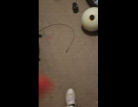 Pet dog plays and barks at the globe