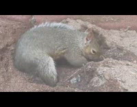Young squirrel dig on dirt close up
