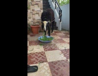 Cat and goat eat grass 