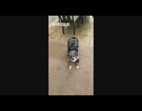 Australian shepherd dog wiggles shakes butt 