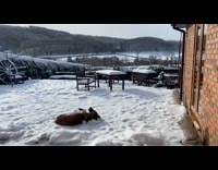 Dog plays at yard rolls in snow