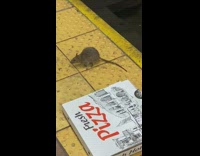 Collab Subway Creatures - Rat eats fresh new york pizza 