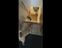 Cat smacks dogs butt and then runs away