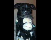 Black dog wearing blue bandana holds up stuffed toy monkey 