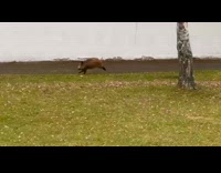 Wild boar bump into fence run away