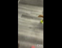 Family and dog have matching mop shoes