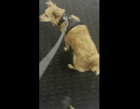 Brown dog leaves door and stretches