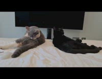 Two cats groom themselves white bedsheets television  