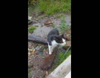 Black white cat eat grass leaf backyard