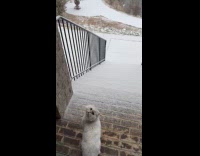 Cat tries to run out on the snow