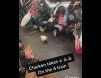 White chicken poops on subway floor 