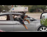 Dog wears goggles chilling at car window
