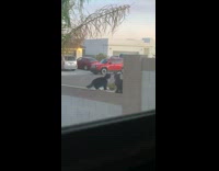 Cat kiss another cat gets slapped ledge