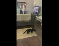 Black cat dancing on  rug next to VR guy 