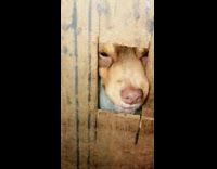 Collab BitchMP - Two dogs inside of wall hole