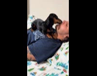 Dog jumps over guy loves getting kisses