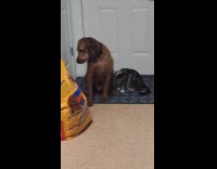 Cat licks brown dog body for cleaning