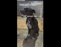 Pitbull nods yes to a question owner asks