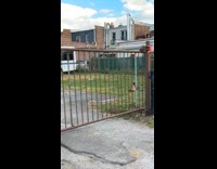 Flock of chickens roams around the street