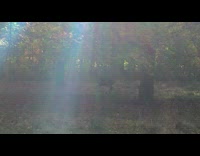 Deer at the park forest runs away