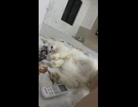 White cat tries to grab remote hand