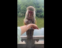 Monkey removes sticks taped arms on woman