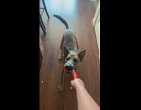 Brown dog red toy dragged across floor 