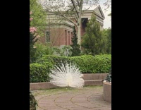 White peacock with feathers extended in a park by itself 
