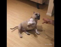 Pitbull dog pretends to play dead after owner shoots him with his hand