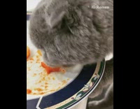 Grey cat eats gnocchi pasta on plate 