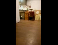 Dog brings girl beer can on command 