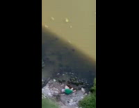 Green shirt guy crowd of turtles pt 1 