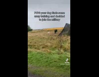 White dog jumping around grass in field of army men training