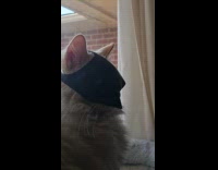 Cat with batman half mask on window
