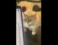 Cat sees fly while its mouth twitches