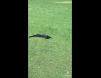 Black Pet Cat plays with a mouse on the grass