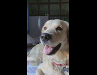 Golden retriever dog lays down red collar 