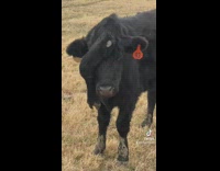 Cow with leg on forehead and red tag on ear 