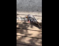 Collab WINY - Pigeon bird pecks chicken bone on ground