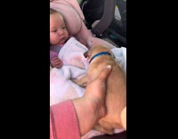 Collab dogIG_default - Lady Places Pug on Twin Babies Lap