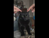 Black cat has ears massaged with fingers