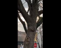 Collab WINY - Squirrel climb tree with slice of pizza