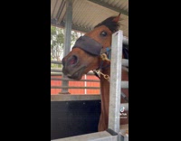 Horse loves being told hes a good boy