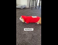 Collab KaleSaladIG - Dog is a potato and tomato