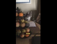 Girl throws leash at cat on mail 