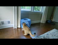 Orange cat jumps into holes of house 