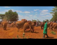 Group of elephants playing trying to mount each other 
