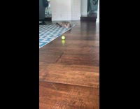 Striped kitten plays with neon ball 